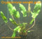 15 Töpfe Cryptocoryne wendtii grün, Wasserpflanzen