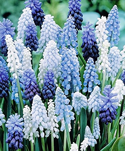 36 Muscari Deft Blue Moon Mixture - Jacinto de uva