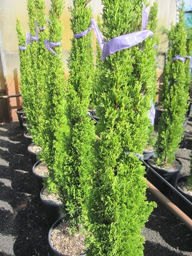 Cupressus sempervirens Totem - Mittelmeerzypresse - 100-125cm