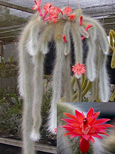 Hildewintera Colademononis * impresionante cola de mono Cactus * Flores, rojo * 10 semillas