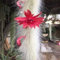 Hildewintera Colademononis * Stunning coda di scimmia Cactus * Floreale, rosso * 10 semi