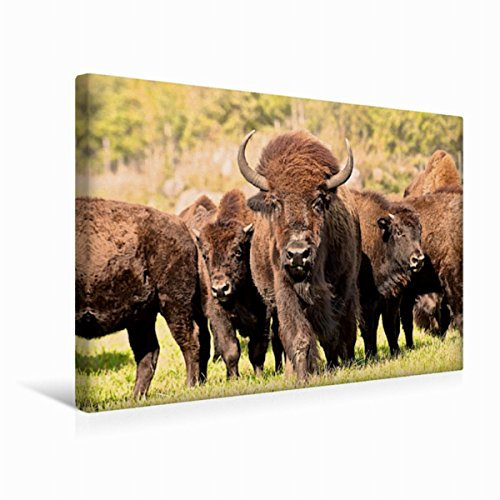 Premium Textil-Leinwand 45 x 30 cm Quer-Format Bisons in Manitoba | Wandbild, HD-Bild auf Keilrahmen, Fertigbild auf hochwertigem Vlies, Leinwanddruck von Marianne Drews