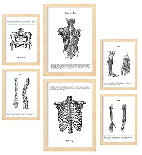 Nacnic – Set mit 6 Anatomie-Postern (Muskeln, Bein, Arm, Wirbelsäule, Becken). Perfekt für Praxen oder Studienräume. Größen A3 und A4, mit Holzrahmen.