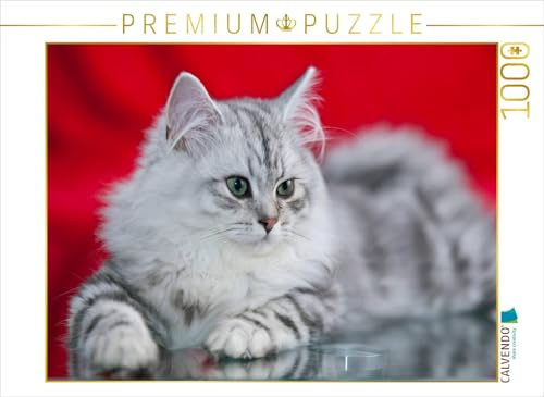 CALVENDO Puzzle Britisch Langhaar Kätzchen | 1000 Teile Lege-Größe 64 x 48 cm Foto-Puzzle für glückliche Stunden