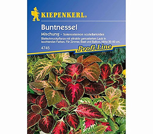 Sperli Blumensamen Buntnessel Blumei-Hybride, grün