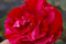 Rosa Deep Impression® - Beetrose - Duft++ Tantau-Rose Verpackungseinheit 3