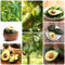 250 pcs avocado samen zum pflanzen - bonsai tree ökologische geschenke Persea americana, obstbaum ausgefallene geschenke seltene pflanzen obstbäume kaufen zimmerpflanze säulenobstbäume