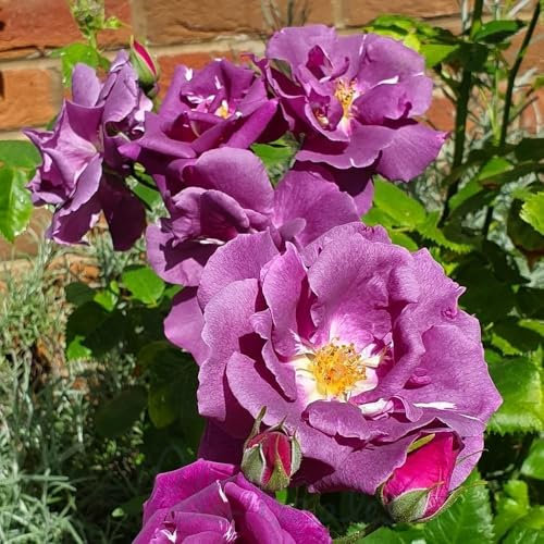 Peter Beales Roses UK Rhapsody in Blue Bush Rose - Purple, Plant, Indoor, Rose Seeds, Europe