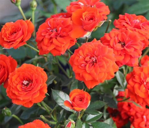Dehner Rose Zwergrose Orange Babyflor®, Züchter Tantau, gefüllte orange-farbene Blüten, 10-30 cm, wurzelnackte Ware