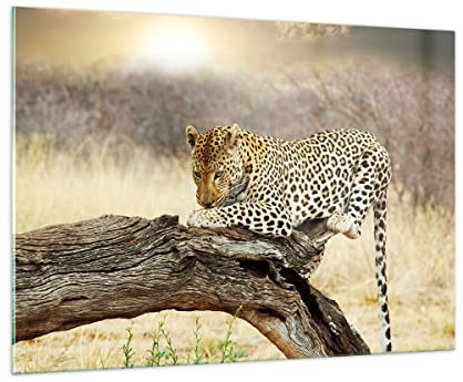 Bilder auf Glas 100x70cm Glasbild Afrika Leopard Katze Safari Groß Wanddeko Bild im Glas Schlafzimmer Küche Deko Wandbilder Dekoration Wohnzimmer Modern Wall Decor Wand Kunstdruck Art GAA100x70-2599