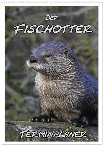 Der Fischotter-Terminplaner (Wandkalender 2026 DIN A2 hoch), CALVENDO Monatskalender: Fischotter - Schwimmende Marder (CALVENDO Tiere)