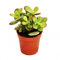 Crassula portulacea Minor – Pfennigbaum – en pot de 8,5 cm