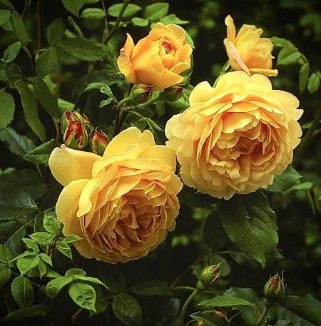 100pcs Candelabra Primrose Flower Seeds,Yellow