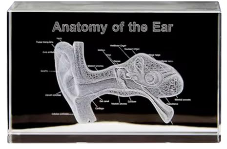 TsoLay 3D Ear Organ Model Crystal Cube Otology Science Gifts Crystal Glass Figurine Paperweight Human Organ Statue A