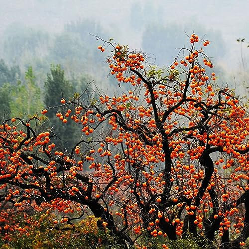 25 pcs kakibaum winterhart kaufen - kaki baum pflanze - pflanzen züchten, winterharte pflanzen (Diospyros kaki) deko obst, exotische pflanzen winterhart sapote frucht, winterharte