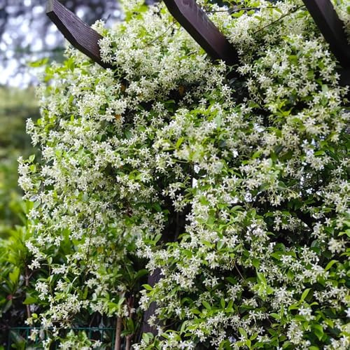 Semi di gelsomino - rampicanti sono resistenti gelsomino stellato da giardino 200pcs