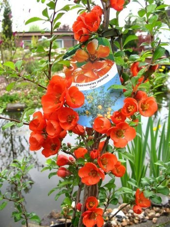 nordische Zitrone Chaenomeles japonica Cido -R- 40-60 cm hoch im 3 Liter Pflanzcontainer