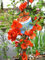 nordische Zitrone Chaenomeles japonica Cido -R- 40-60 cm hoch im 3 Liter Pflanzcontainer