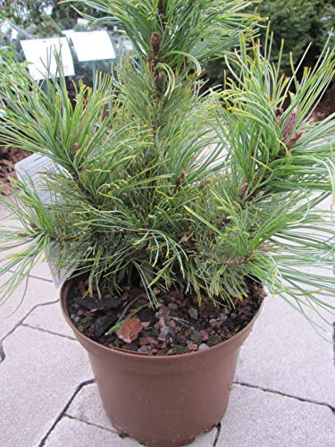 Pinus cembra Nana - Zwergige Zirbelkiefer