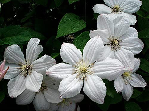 Clematis paniculata - 10 Samen