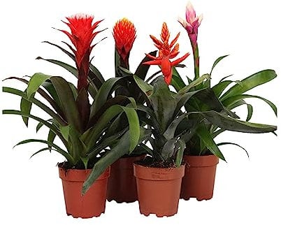 Dehner Pflanzenset Bromelien, 4er Set, 3 x Guzmanien, 1 x Lanzenrosette, je ca. 35 cm, Ø Topf je 13 cm, Zimmerpflanze