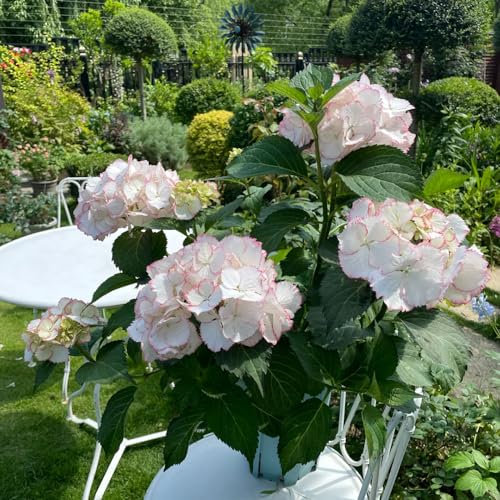 80 pcs hortensien samen geschenk bodendecker winterhart mehrjährig blumenwiese samen mehrjährig pflanzen garten bio saatgut samen blumen pflanzensamen hortensien Saatgut wildblumensamen