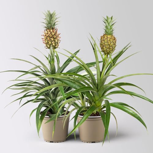 Zierananas 'Amigo', Topf-Ø 12 cm, Höhe ca. 45 cm, 2 Pflanzen