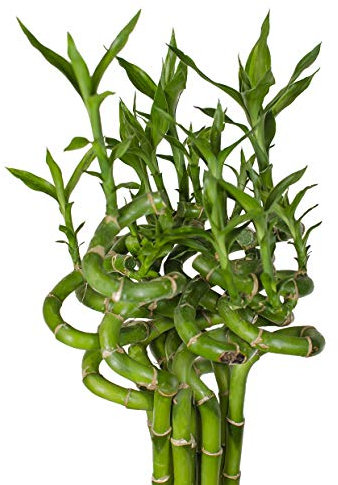 Lucky Bamboo Glücksbambus - GEDREHT Bambus in verschiedenen Groessen - Zimmerbambus Gluecksbambus Zimmer Deko Bam Boo dracaena sanderiana Zimmerpflanzen Glücksbambus Pflanze echt (5, 50 cm)