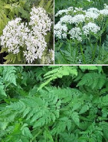 Sweet Cicely Seeds | Myrrhis Odonata | 25+ Seeds