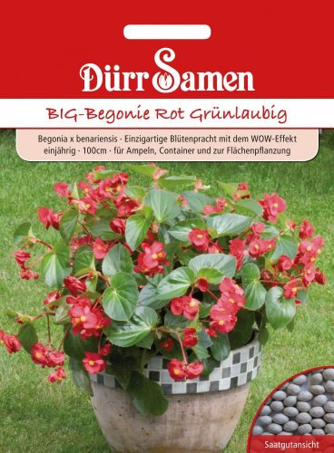 BIG-Begonie Rot Grünlaubig (MHD 2013)