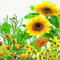 20 Servietten Gelbe Blumenwiese/Blumen/Sonnenblume/Garten 33x33cm
