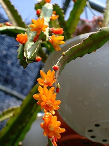 Lepismium monocantha - Vischio Cactus - 25 semi