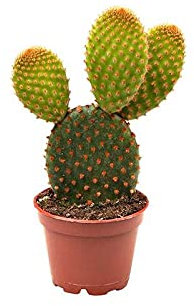 Opuntia Microdasys Rufida - Bunny Ears Cactus - in 12Ø Pot Approx. 25cm Tall