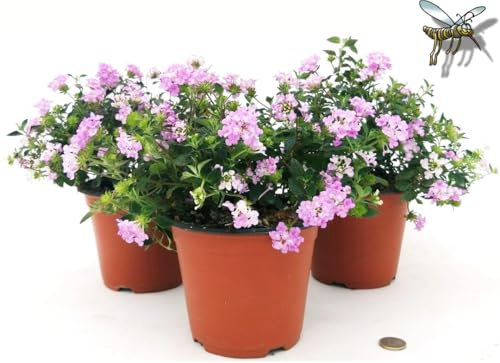 POWERS TO FLOWERS - LANTANA SELLOWIANA ROSA, 3 PIANTE, VASO 14CM, piante vere