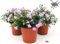 POWERS TO FLOWERS - LANTANA SELLOWIANA ROSA, 3 PIANTE, VASO 14CM, piante vere