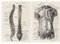 Haowul Menschliche Anatomie -Kunstwerk Medizinische Wand Bild 2pcs Vintage Muskelskelettplakat Nordische Leinwand Print Ausbildung Maleinrichtung Hausdekoration