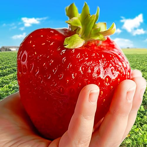 GrunerGarten Erdbeerpflanzen 10 Stück, Erdbeeren zum Auspflanzen Typ ‘Gigant’ sehr große Früchte, Giganterdbeere, Pflanzen Mehrjährig und Mittelfrüh, Pflanze Frigo, Strawberries Seedling