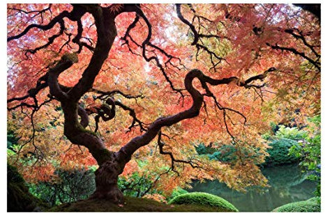 Bilderwelten Wald Fototapete 3D inkl. Kleister 288x190cm - Vliestapete Made in Germany - Tapete Wald Schlafzimmer - Baum Waldtapete Natur - XXL Wandtapete Wald Wohnzimmer Flur T_1777