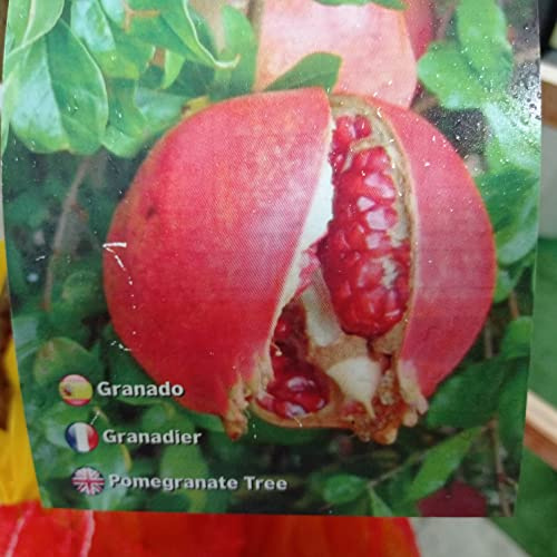 LA IBERICA Arbre fruitier grenade