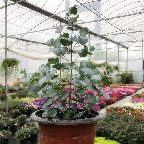 50 Pcs Eukalyptus Deko Samen - Eucalyptus Robusta - Bäume Kaufen, Zimmerbonsai Bonsai Eukalyptus Gunnii Baum Winterhart Samen, Pflanzen Samen, Bäume Pflanzen Winterharte Kübelpflanzen,