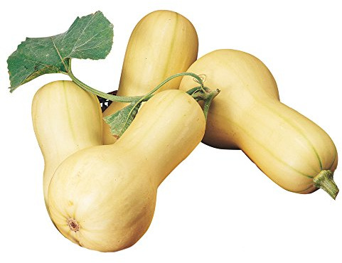Burpee Butterbush Winter Squash Seeds 40 seeds