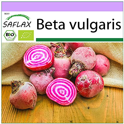 SAFLAX - BIO - Rote Beete - Chioggia - 70 Samen - Beta vulgaris
