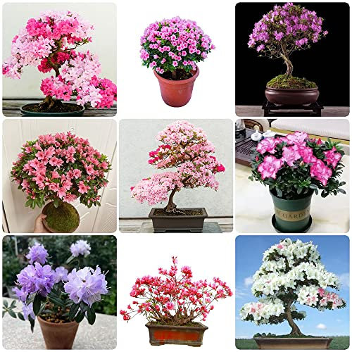 rhododendron pflanze samen - japanische azalee winterhart - mix blumenmischung ausgefallene geschenke bio saatgut garten geschenke für männer saat 200 Stück
