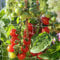 Ranknetz, PDGROW Pflanzennetz für Gartenpflanzen, 1,8 x 4,5 m Strapazierfähiges Spaliernetz für Garten, Rankhilfe Netz für Weinreben, Obst, Gemüse, Trauben, Bohnen, Erbsen, 1 Packung