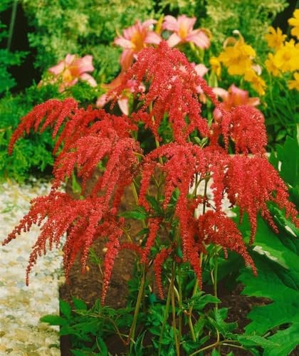 Astilbe thunbergii 'Rote Straußenfeder' ca. 9x9 cm Topf - Prachtspiere, rote Blüten, Blütezeit Juli-August, ideal für schattige Beete, pflegeleicht und winterhart