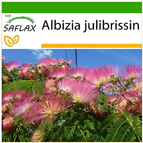 SAFLAX - Schlafbaum - 50 Samen - Mit keimfreiem Anzuchtsubstrat - Albizia julibrissin