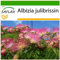 SAFLAX - Schlafbaum - 50 Samen - Mit keimfreiem Anzuchtsubstrat - Albizia julibrissin