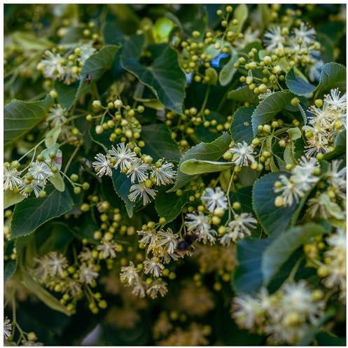 Small-leaved Lime/Tilia Cordata, 2-3ft Tall in 2L Pots with a Rich Scent 3fatpigs®