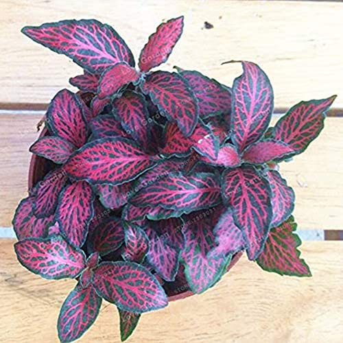 Saterkali Fittonia Seeds, 100 Pz/borsa Fittonia Seeds Vitale Alto Tasso Di Germinazione Home Decor Semina Indoor Piantare Piantine Per Giardino 2