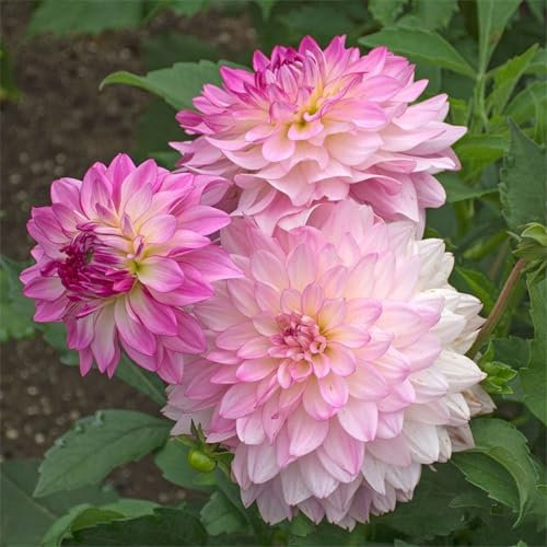 Dahlienknollen, Dahlienzwiebeln, kältebeständige Pflanzen, einfach zu pflanzen, verschönern den Garten, für Anfänger geeignet-4knollen-E